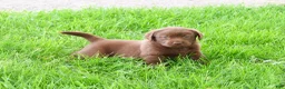 Labrador Retriever dogs for sale: Myra  - Ad 5