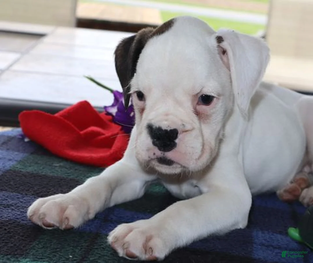 Boxer dogs for sale: Cassy - Champ lines - Ad 6