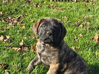 English Mastiff dogs Annie - Ad 9