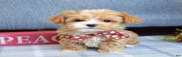 Maltipoo dogs for sale: Finn - Ad 6