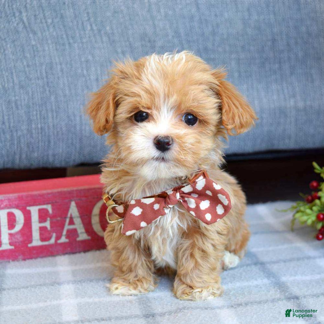 Maltipoo dogs for sale: Finn - Ad 6