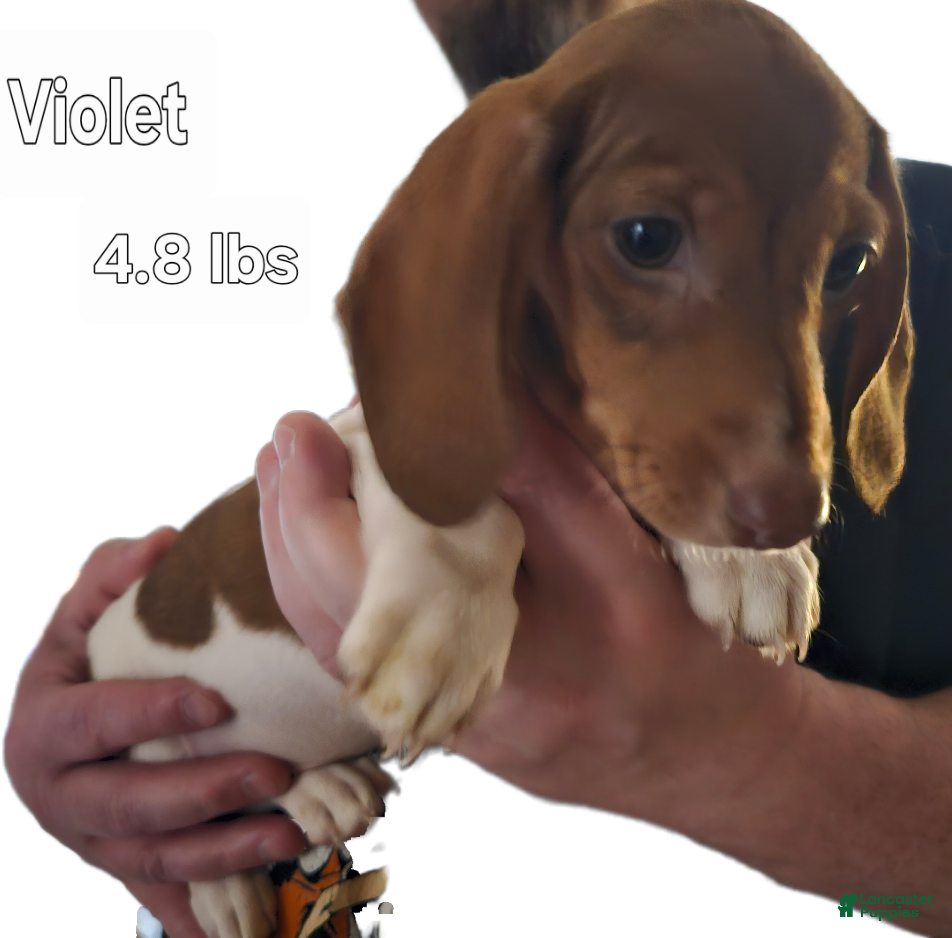 Miniature Dachshund dogs Miniature Dachshund Light Brown Piebald - Ad 9