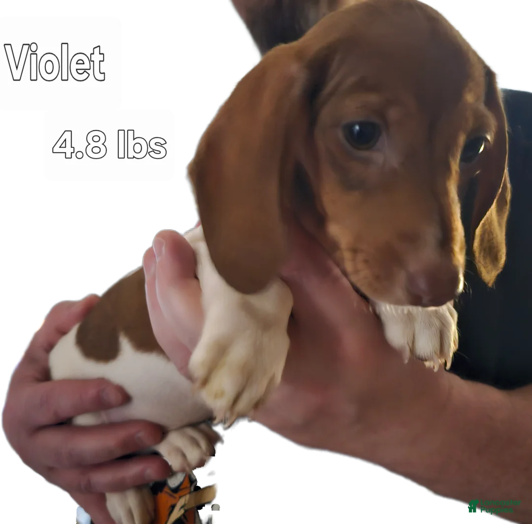 Miniature Dachshund dogs for sale: Miniature Dachshund Light Brown Piebald - Ad 1