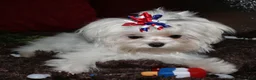 Maltese dogs for sale: Maci - Ad 8