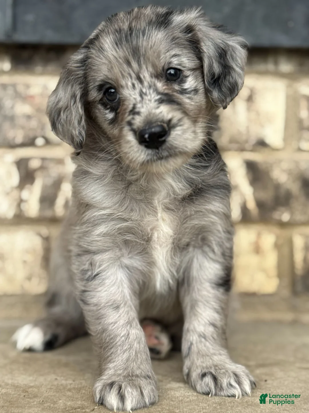 Mixed Breed dogs for sale: Merle Female 1 - Ad 3