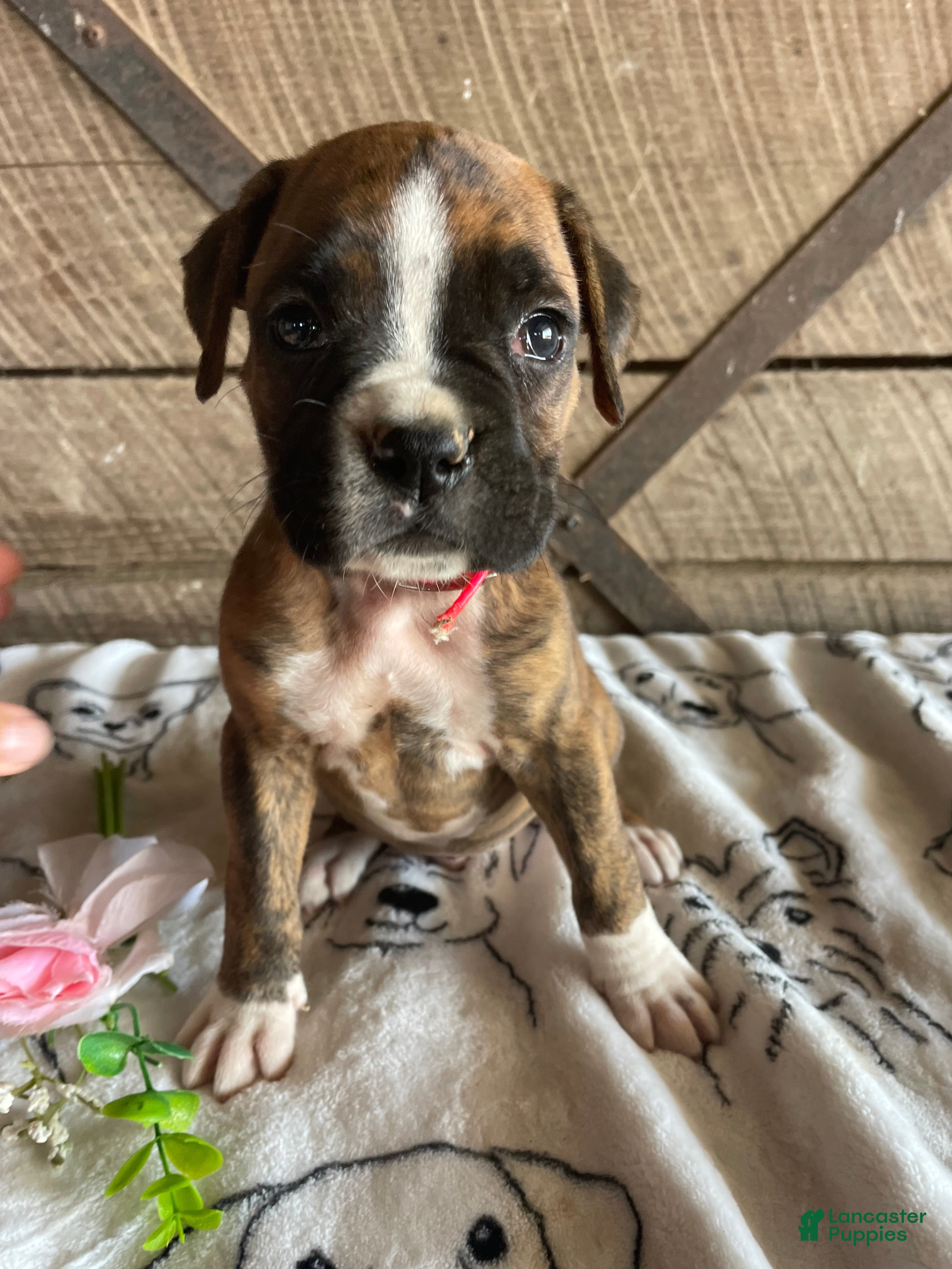Boxer dogs Ranger - Ad 30