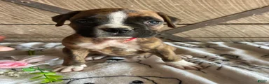 Ranger