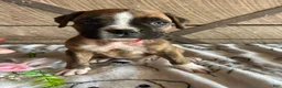 Boxer dogs for sale: Ranger - Ad 1