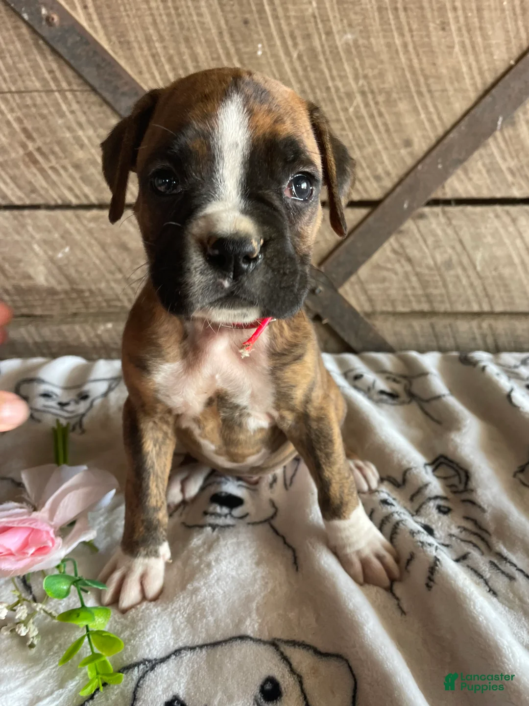 Boxer dogs for sale: Ranger - Ad 1