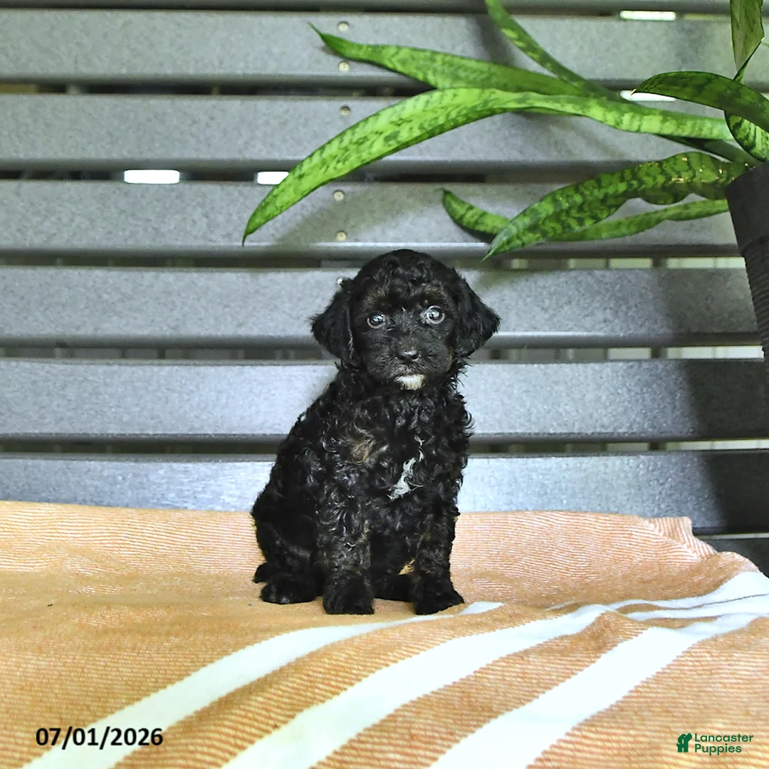 Miniature Poodle dogs for sale: Cynthia - Ad 1