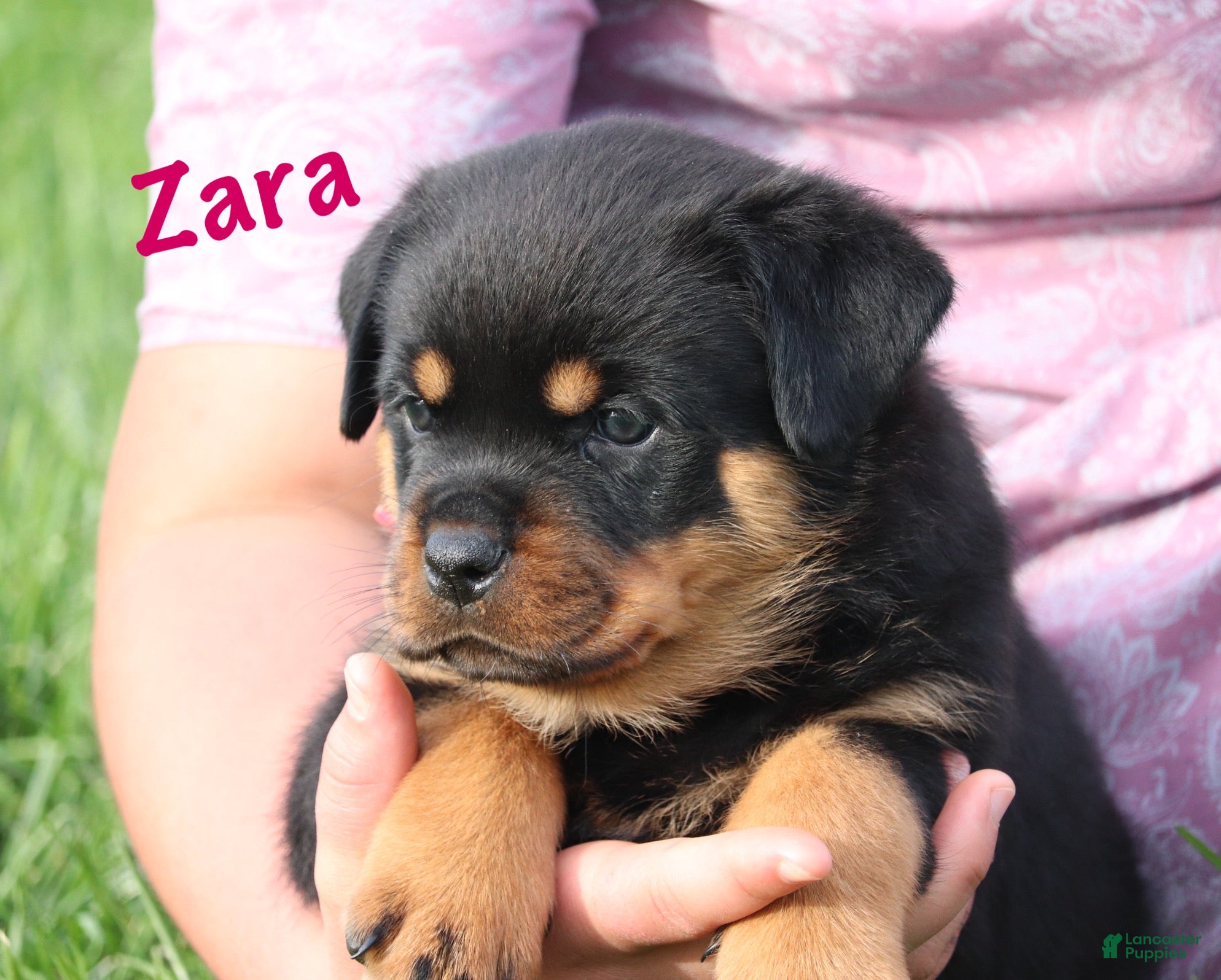 Rottweiler dogs Zara w LONG TAIL  - Ad 1