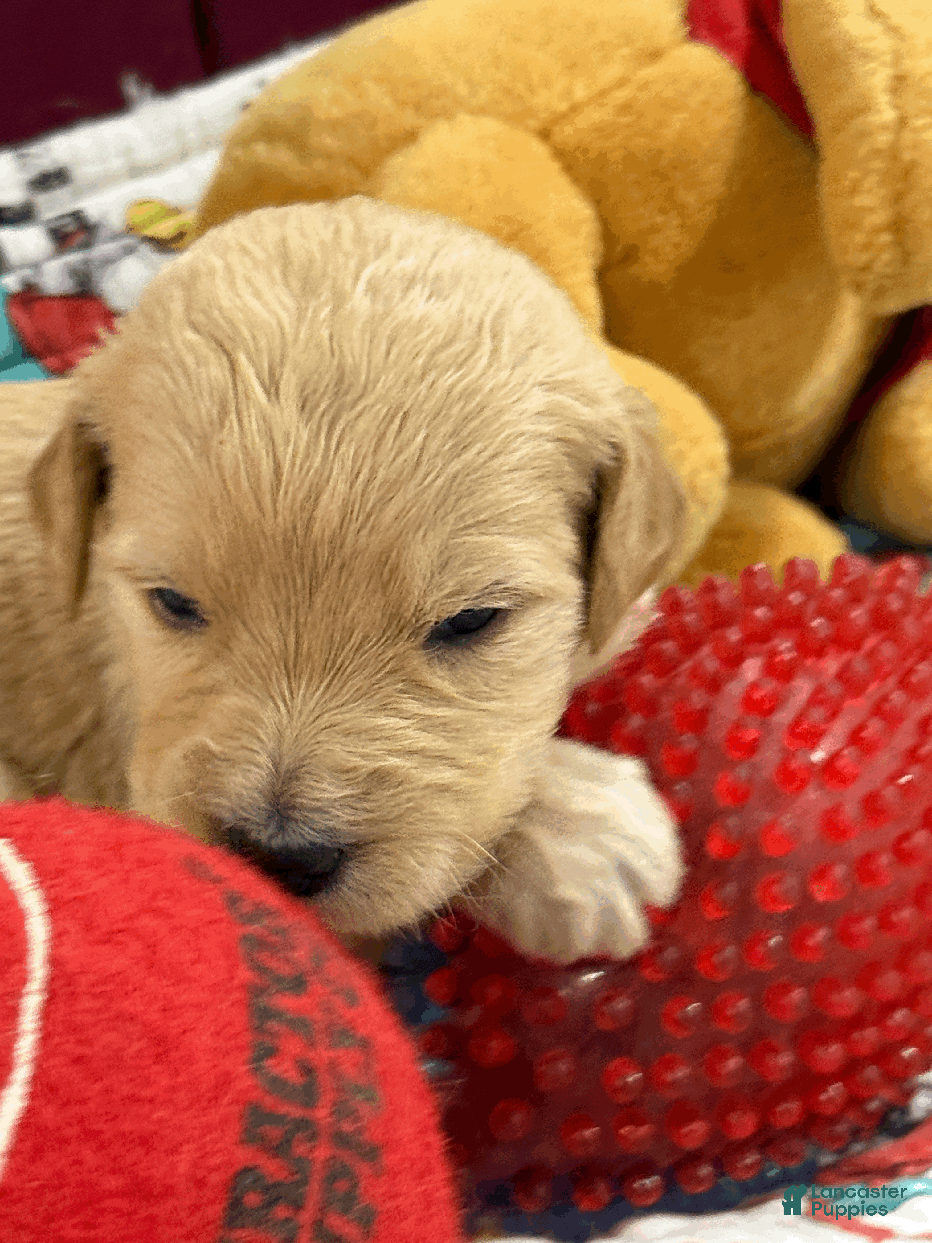 Goldendoodle dogs Rose Red - Ad 2