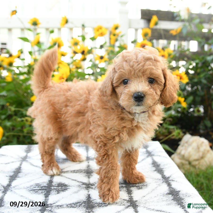 Bichpoo dogs Asher - Ad 2