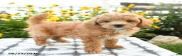 Bichpoo dogs for sale: Asher - Ad 2