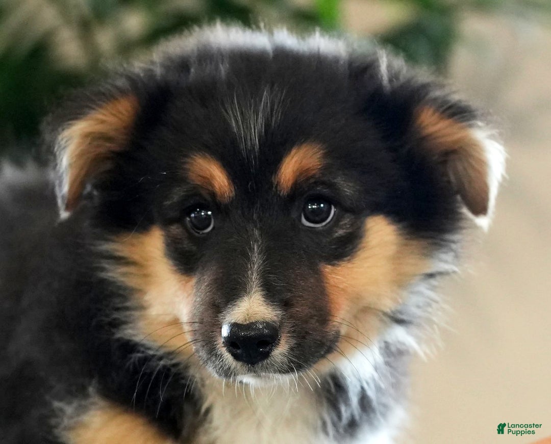 Australian Shepherd dogs for sale: Shelly - Ad 4