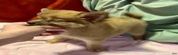 Mixed Breed dogs for sale: Honeybear - Ad 9