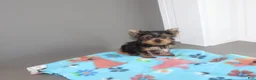 Yorkshire Terrier dogs for sale: Peanut - Ad 3