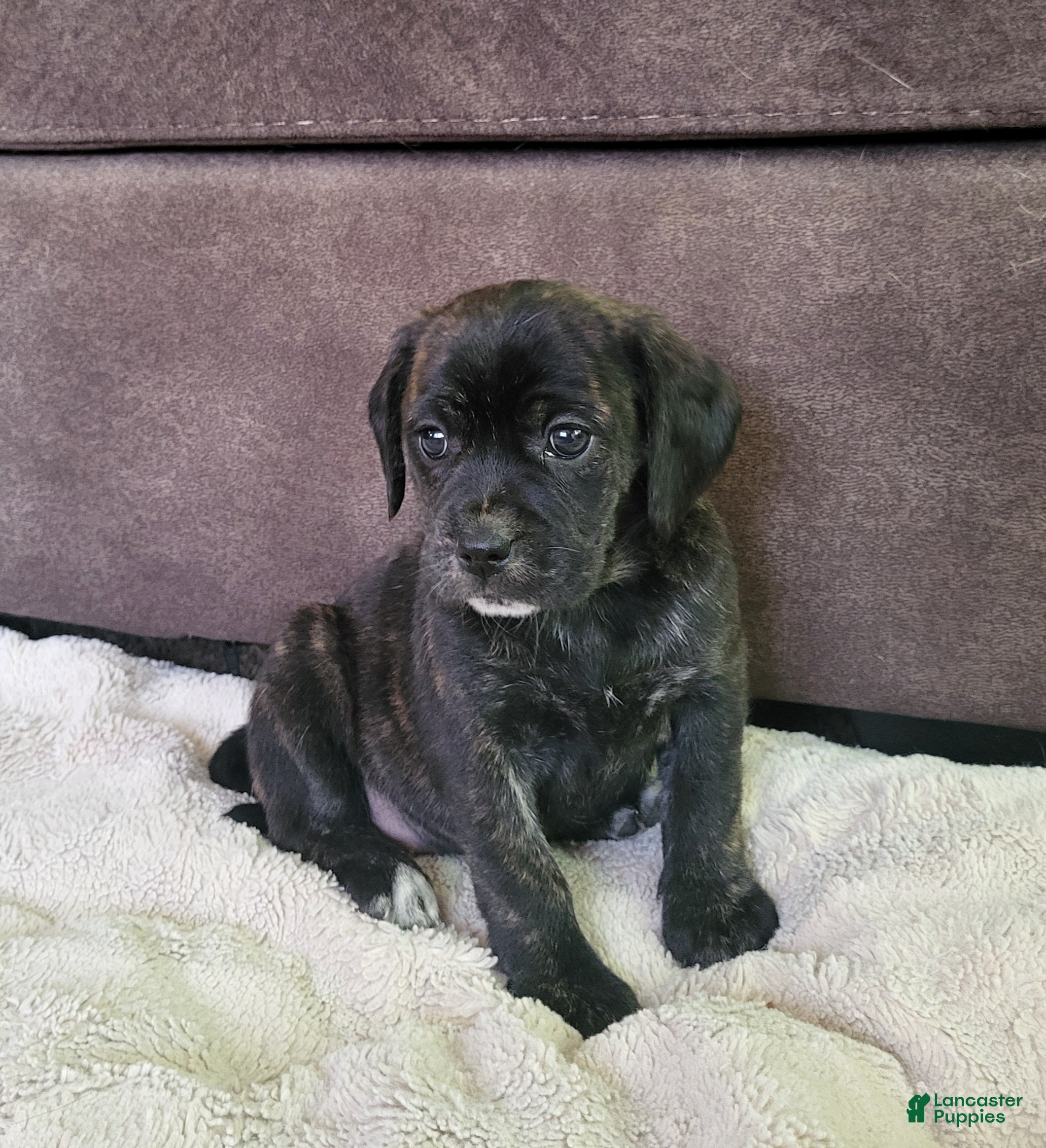 Puggle dogs Lola - Ad 5