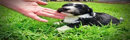 Havapoo dogs for sale: Savvy - Ad 14