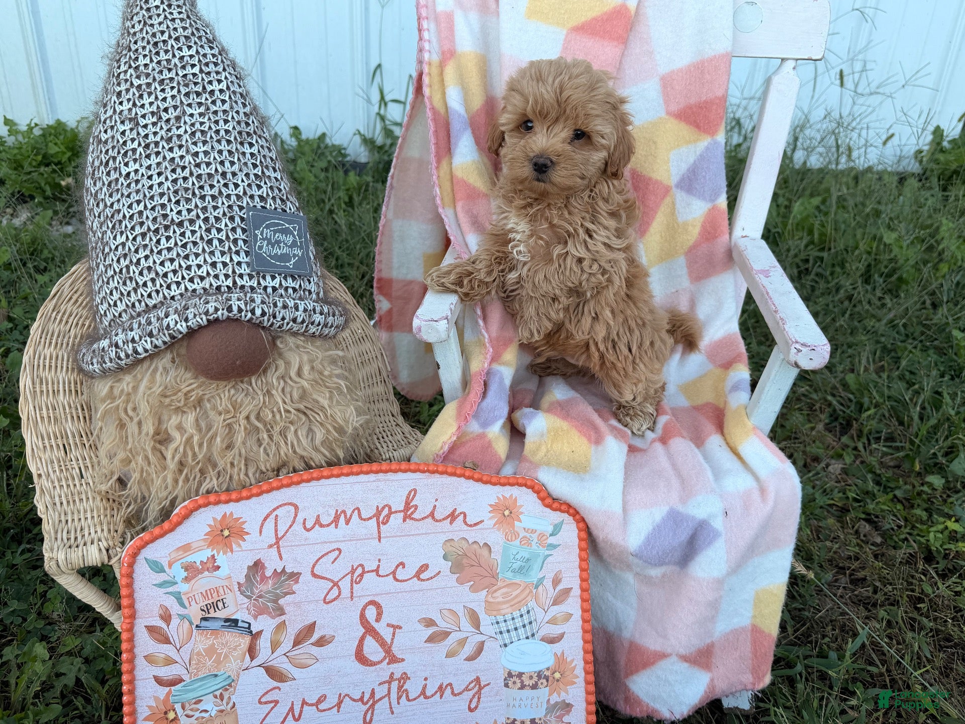 Fancy, Maltipoo