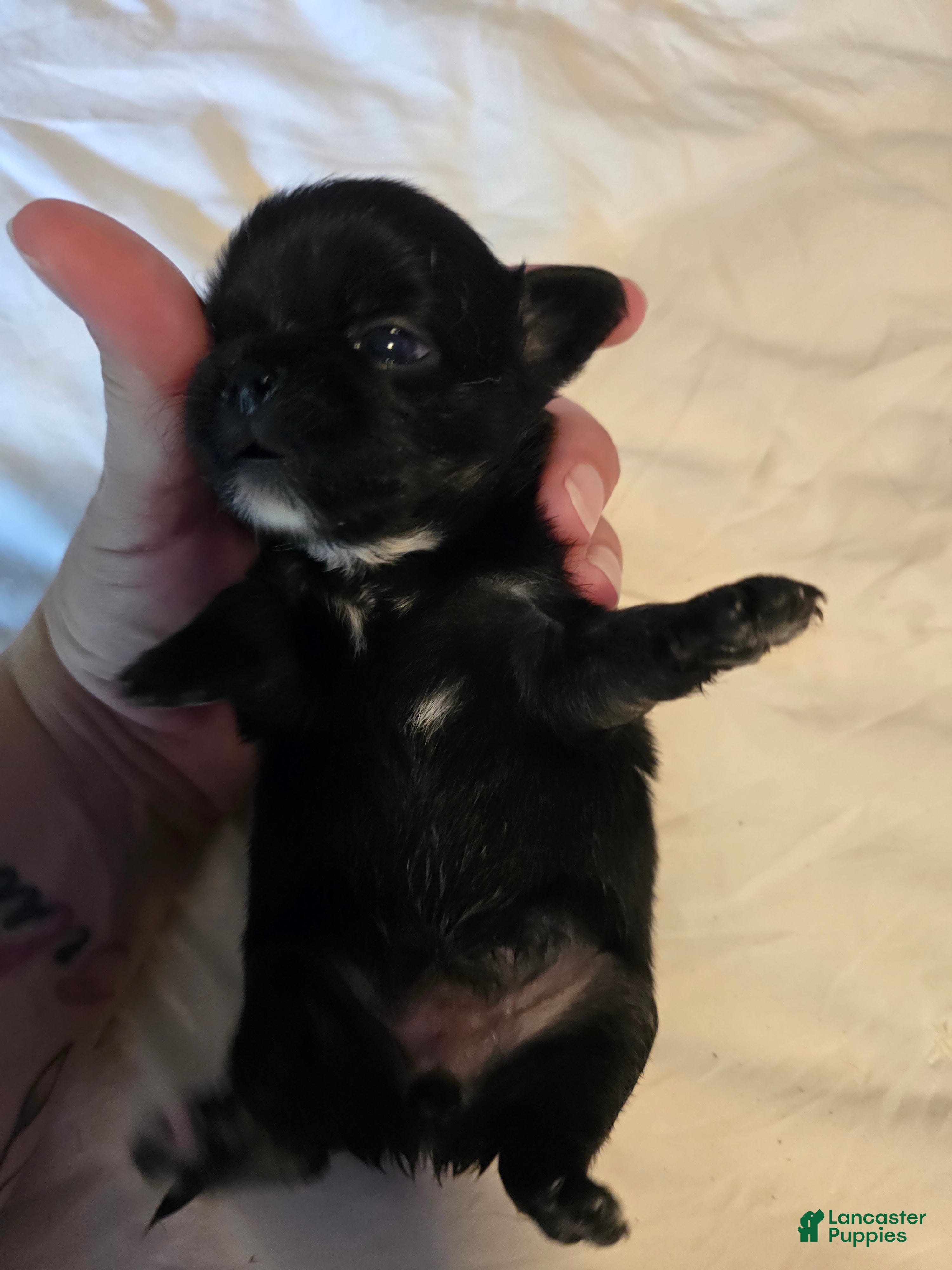 Chihuahua dogs for sale: Jackie - Ad 3