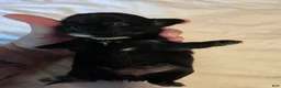Chihuahua dogs for sale: Jackie - Ad 1