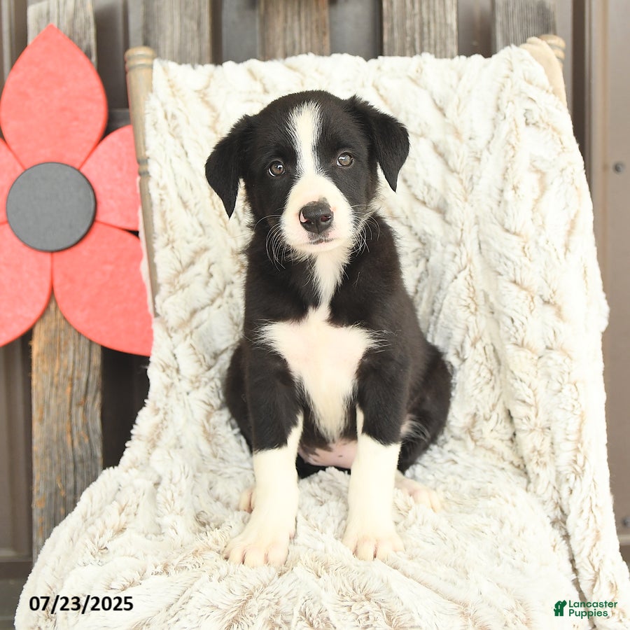 Border Collie Doberman Boston Terrier Mix Jack Guarantee Russell
