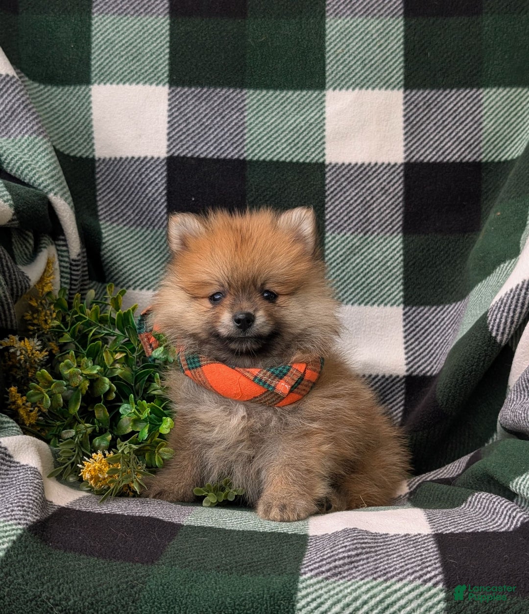 Pomeranian dogs for sale: MacDuff Genetic Testing 9 lbs Full Grown - Ad 25
