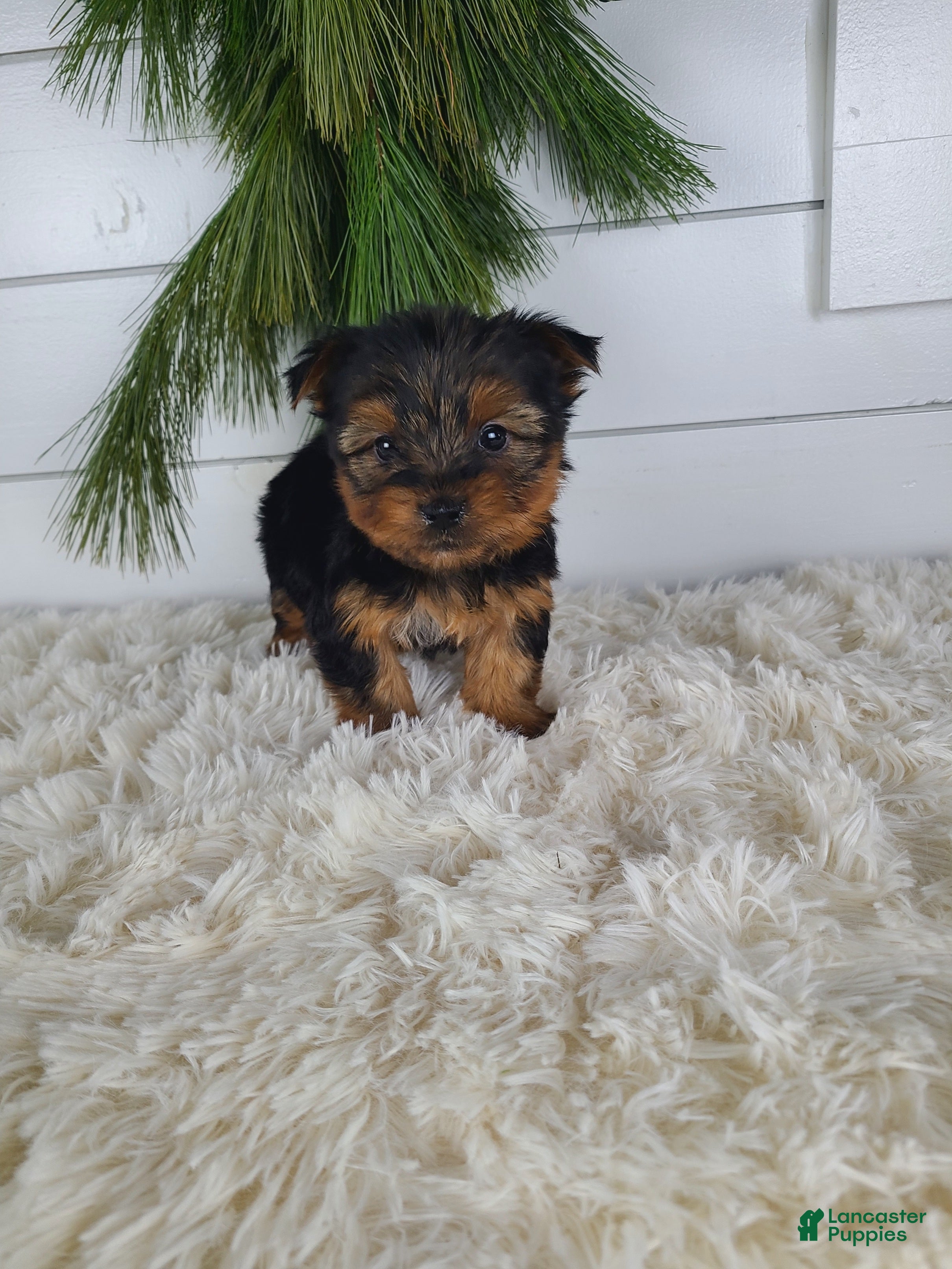 Yorkshire Terrier dogs CARTER - Ad 16
