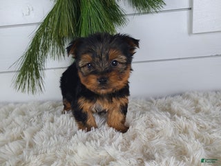 Yorkshire Terrier dogs CARTER - Ad 14