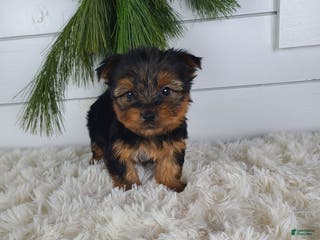 Yorkshire Terrier dogs CARTER - Ad 20