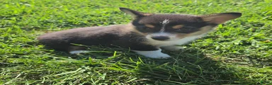 Lassie