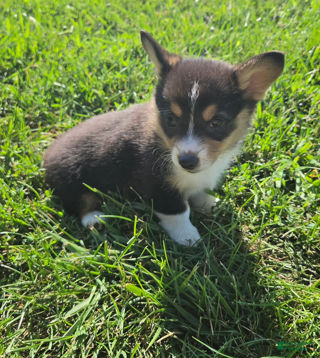 Mixed Breed dogs for sale: Lassie - Ad 1