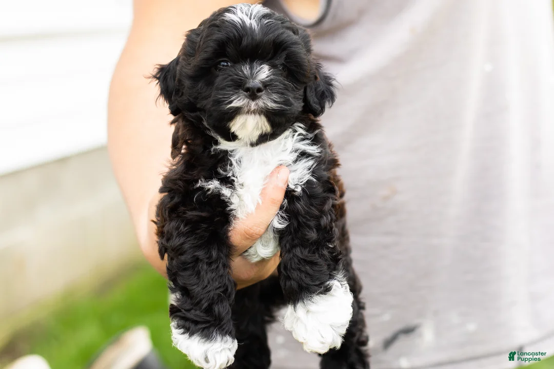 Shihpoo dogs for sale: Ivan - Ad 1