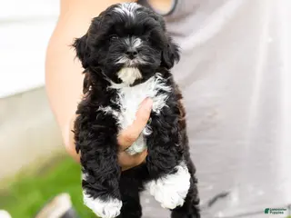 Shihpoo dogs Ivan - Ad 41