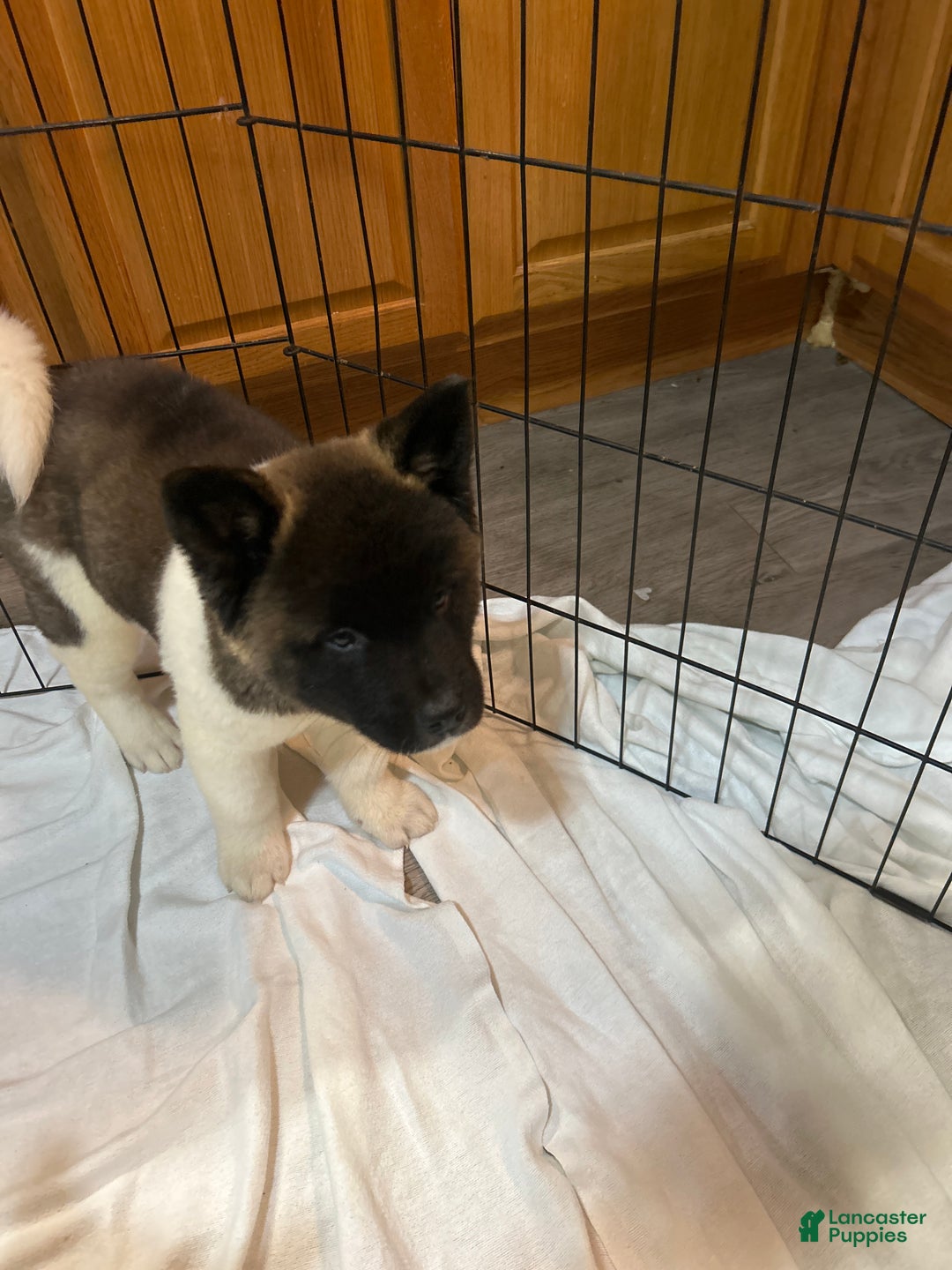 Akita dogs for sale: Akita Puppy 3 - Ad 1