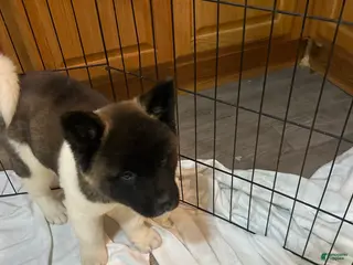 Akita dogs Akita Puppy 3 - Ad 12
