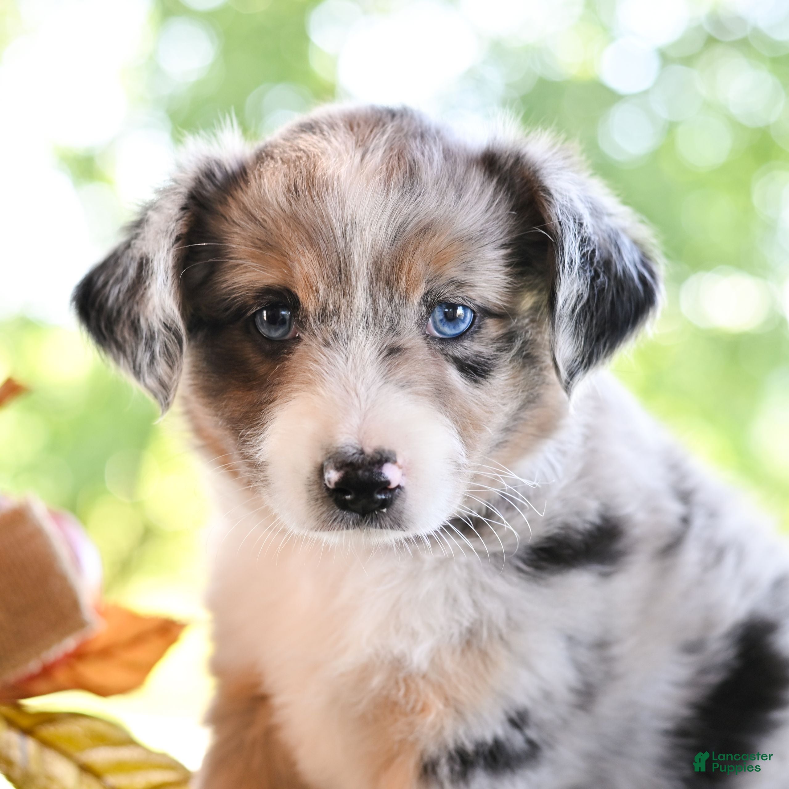 Miniature Australian Shepherd dogs Daisy  - Ad 1