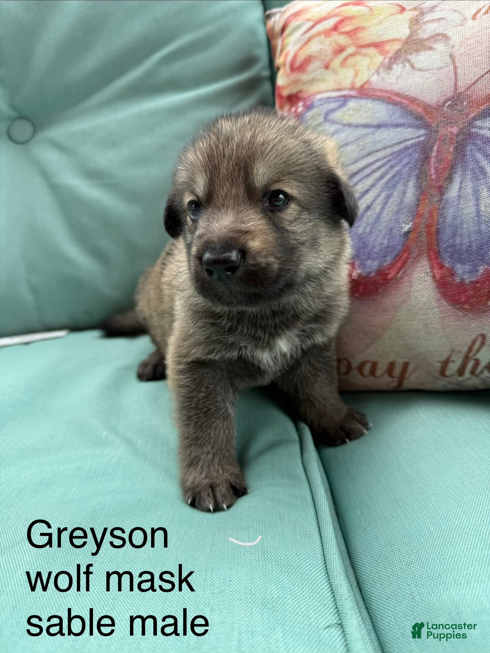 German Shepherd dogs Greyson - Ad 2