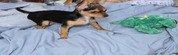 Chorkie dogs for sale: Blackie - Ad 3