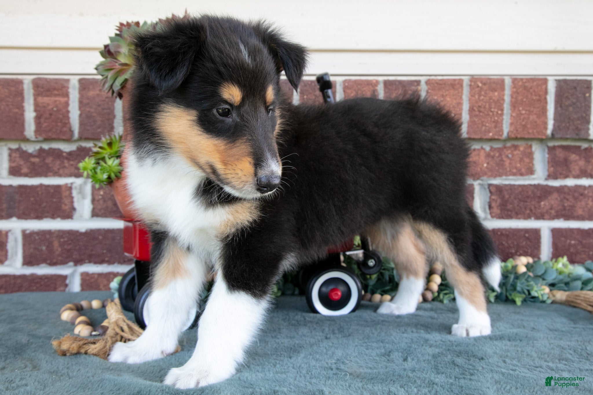 Collie dogs Leah - Ad 2