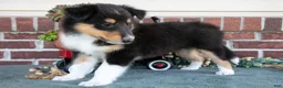 Collie dogs for sale: Leah - Ad 2