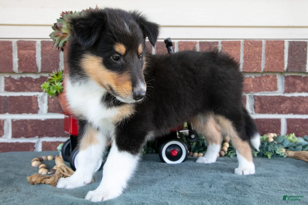 Collie dogs for sale: Leah - Ad 2