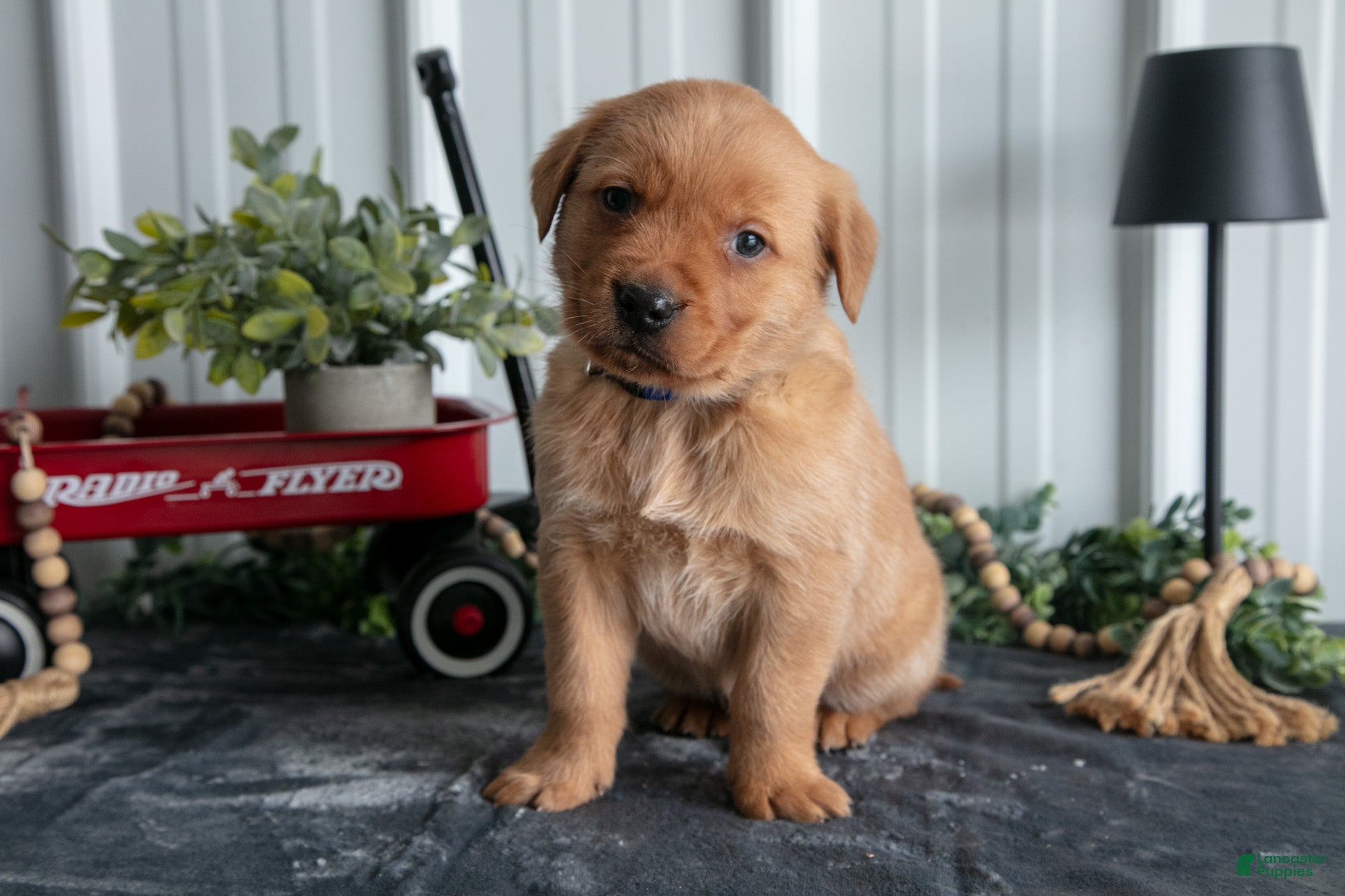 Goldador dogs Tucker - Ad 24