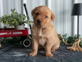 Goldador dogs Tucker - Ad 6