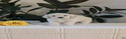 Maltipoo dogs for sale: Fletcher - Ad 2