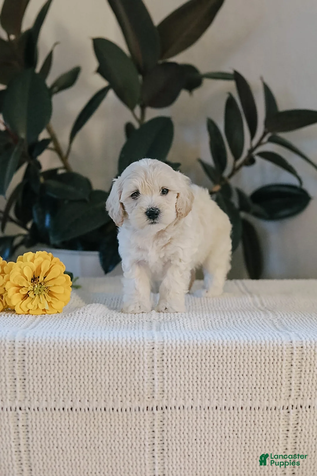 Maltipoo dogs for sale: Fletcher - Ad 2