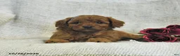 Cockapoo dogs for sale: Cuddles - Ad 5