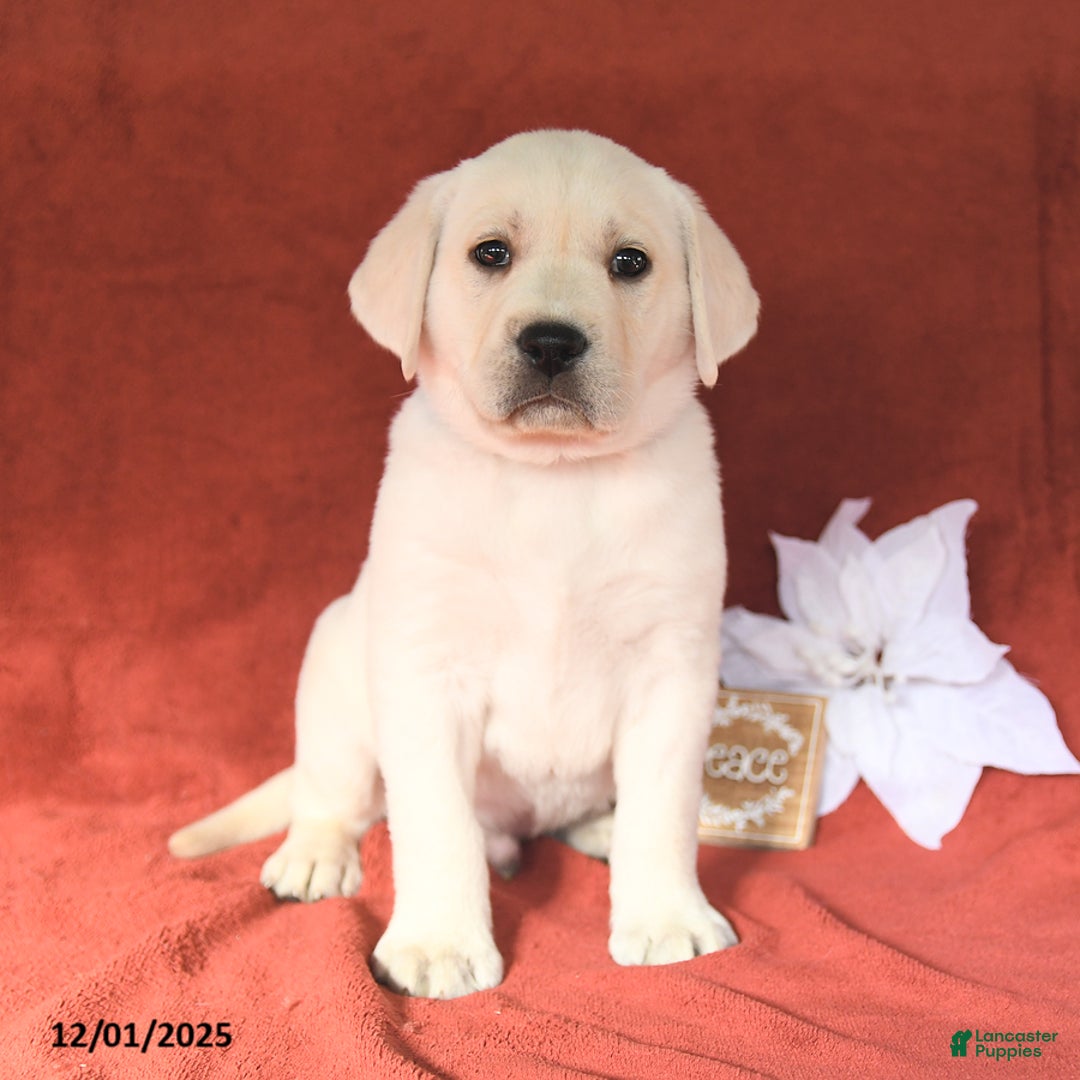 Labrador Retriever dogs for sale: Edwin - Ad 1