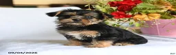 Morkie dogs for sale: Margo - Ad 3